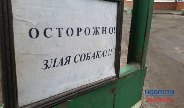 В Воронеже хозяин собаки выплатит покусанной женщине 40 тысяч рублей